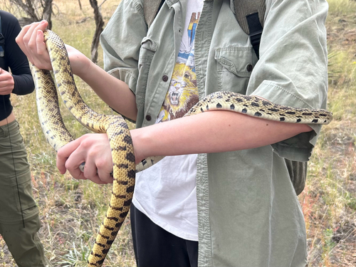 Gopher Snake