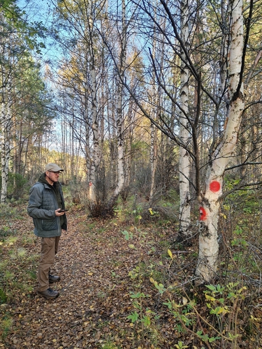 Betula pubescens, photograph 4