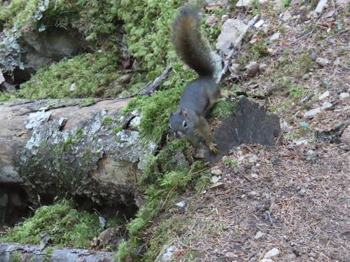 American Red Squirrel
