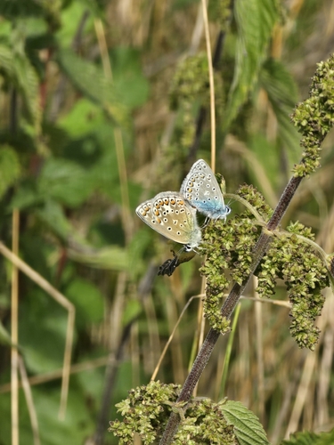 Common Blue