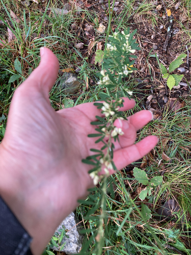Lespedeza cuneata, photograph 2