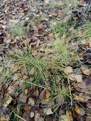 Equisetum pratense, photograph (c) Полина Полежанкина, some rights reserved (CC BY)