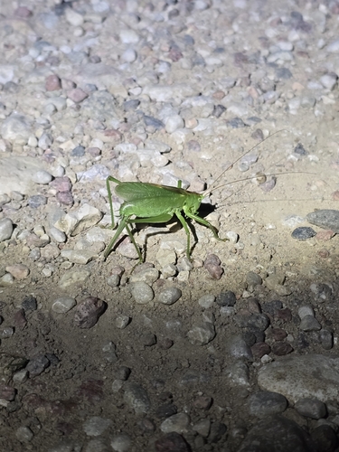 Upland Green Bush-cricket