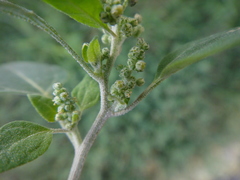 Chenopodium vulvaria