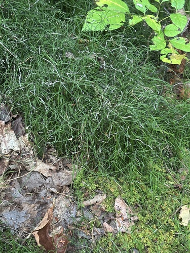 dwarf horsetail