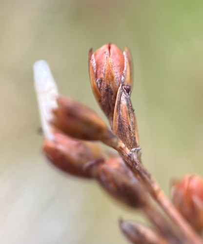 Juncus squarrosus, photograph 6