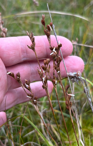 Juncus squarrosus, photograph 3