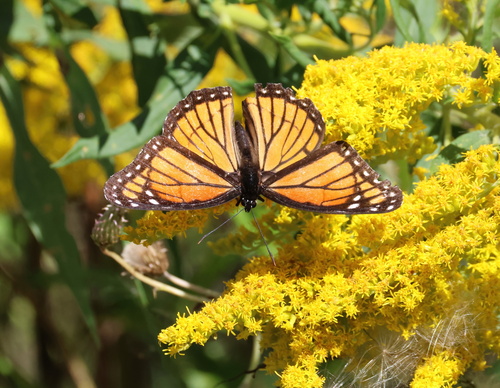 Viceroy
