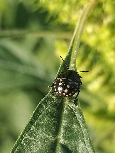 Southern Green Stink Bug