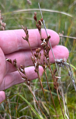 Juncus squarrosus, photograph (c) Andreas Schneider, some rights reserved (CC BY)