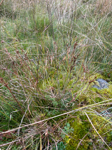 Juncus squarrosus, photograph 5