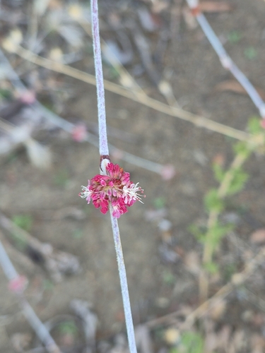 iNaturalist observation photo of Long-stemmed Buckwheat
