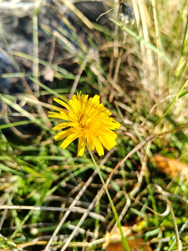Scorzoneroides autumnalis, photograph 6