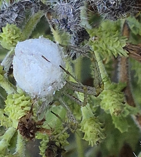 iNaturalist observation photo of Green Lynx Spiders