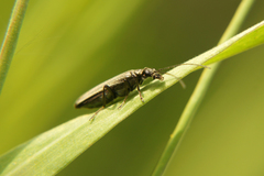Oedemera virescens