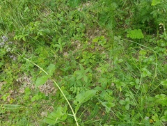 Potentilla alba, photograph (c) Мирослав Соболев, some rights reserved (CC BY)