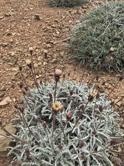 Chaenactis santolinoides