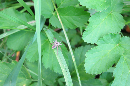European Nursery Web spider