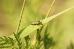 Oedemera virescens