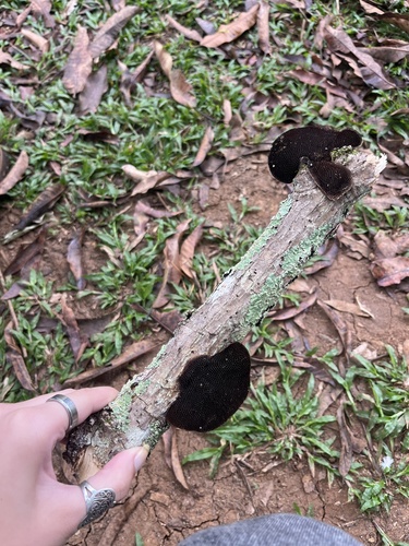 Hairy Hexagonia