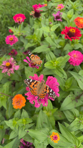 Painted Lady