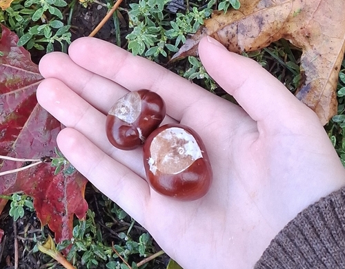 horse-chestnut
