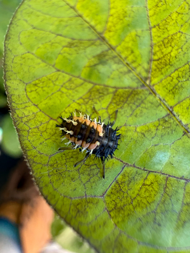 Asian Lady Beetle