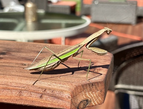 Chinese Mantis