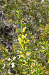 Acacia triptera