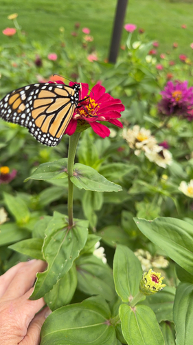 Monarch