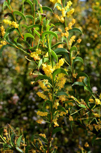 Image of Acacia triptera by (c) Chris Lindorff, some rights reserved (CC BY)