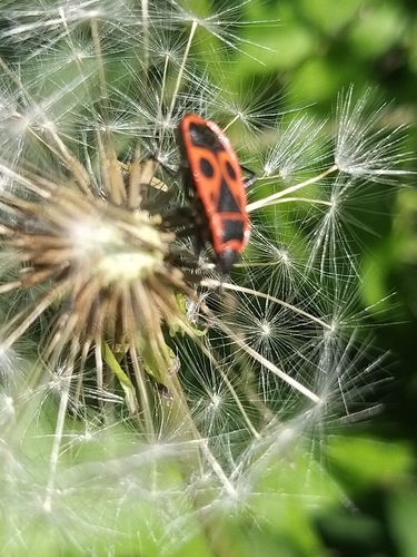 European Firebug