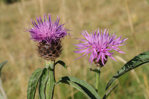 Brown Knapweed
