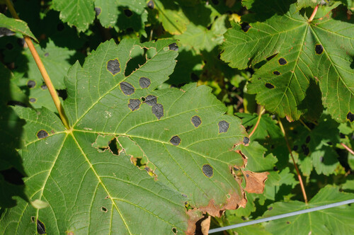 Black Tar Spot