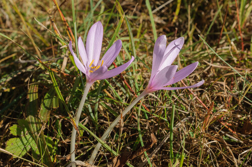 Autumn Crocus