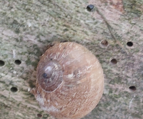 Garden Snail