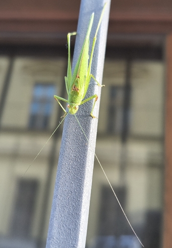 Mediterranean Katydid