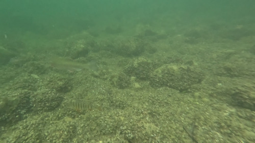 Rainbow Trout