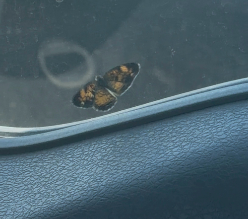 Pearl Crescent