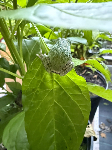Gray Treefrog
