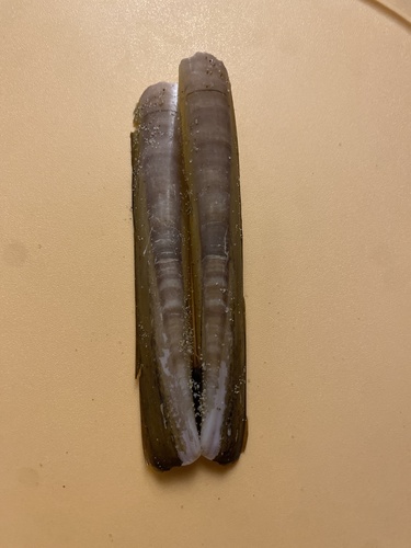 Jackknife Clam