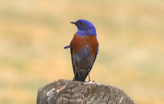 Sialia mexicana