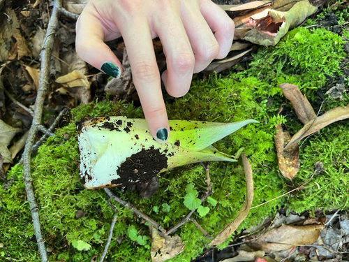 Eastern Skunk Cabbage