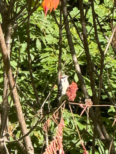 Downy Woodpecker