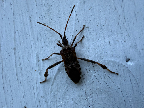 Western Conifer Seed Bug