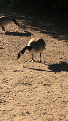 Branta canadensis