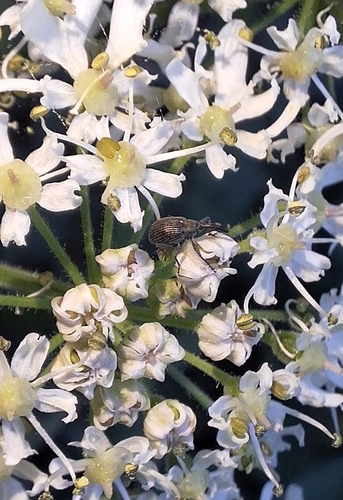 Strawberry blossom weevil