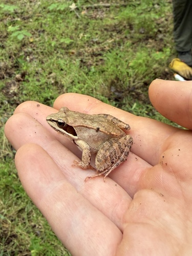 Wood Frog