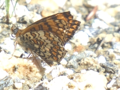 Melitaea phoebe