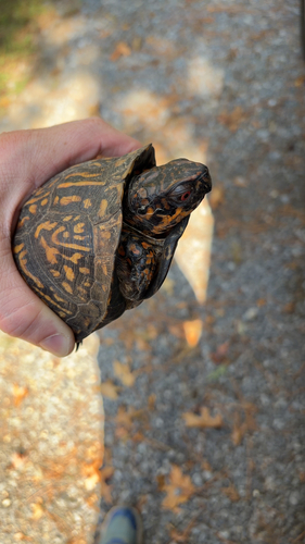 Eastern Box Turtle